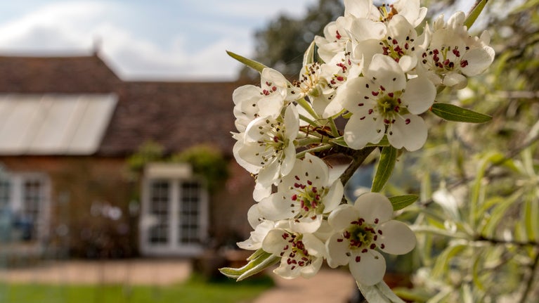 Cherry blossom in bloom at Hinton Ampner, Hampshire